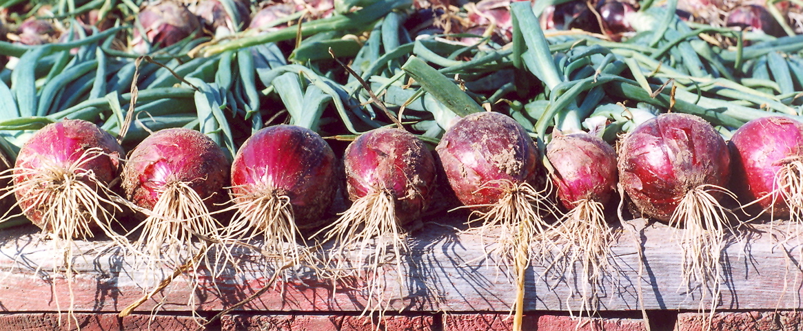 Les jarins de L'Orme