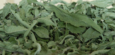 Verveine citronnée